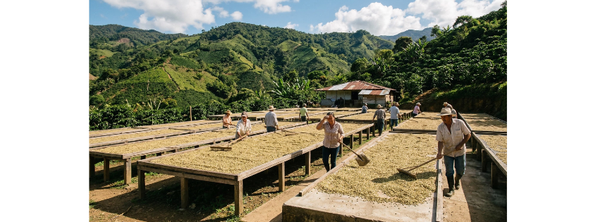 Coffee Processing Methods Explained : Washed, Natural, Anaerobic and Honey